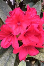 IMG_20260506_160047971~2.jpg