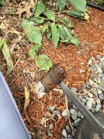 IMG_4069.jpeg