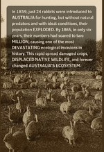 Rabbits.png