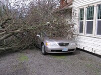tree damage to Acura 014.JPG