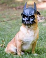 bat-dog.jpg