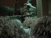 snowy-bush.jpg