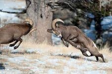 bighorn-sheep-fight.jpg