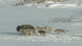 67938-Bison-Wolfpack-gif-Buffalo-Now-Is1J.gif