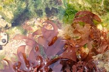 dusle-seaweed.jpg