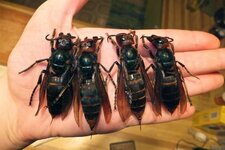 giant-hornet.jpg