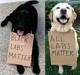 all labs matter.jpg