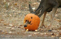 Halloween Deer.jpg