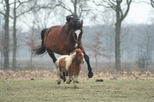 Horse-and-pony.jpg