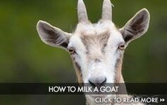 EB-How-To-Milk-A-Goat.jpg
