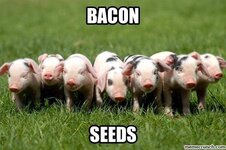 bacon-seeds.jpg