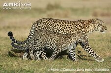 Female-African-leopard-adult-walking-with-young.jpg