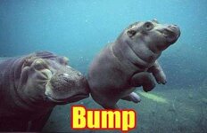 Bump_hippo.jpg