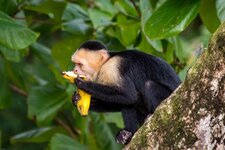 Monkey-Eating-BananaAA.jpg