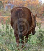 horse-grazing-1570286.jpg