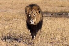 Cecil-the-lion.jpg
