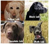 kinds of labs.jpg