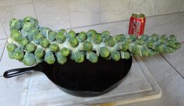 brussels_sprouts_01.jpg