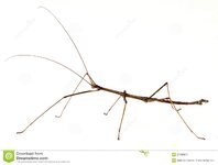 stick-insect-27490871.jpg