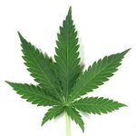 marijuana-leaf20sized.jpg