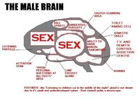 Male-Brain-Breakdown.jpg