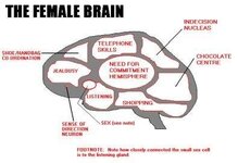 Female-Brain.jpg