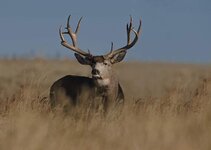 WJDL2627-Mule-Deer-Buck---800.jpg