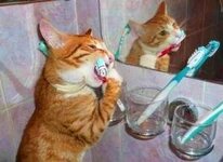 cat-brushing-teeth-300x219.jpg