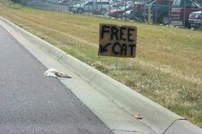 free_cat.jpg