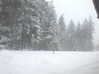 Dogwood and snow.jpg