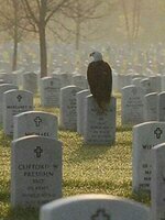 eagle on guard in Minnesota.jpg