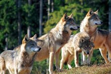 Pack-of-wolves.jpg