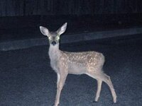 deer-in-the-headlights-frozen.jpg