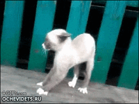 scared-cat-56125.gif
