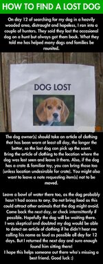 dog-lost-owner-how-finding.jpg