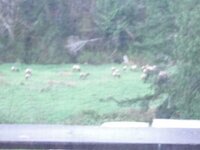 mini Largest elk herd ever in our field 125.JPG