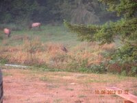 Gas sawer and water ditch ELK in the field 076.JPG
