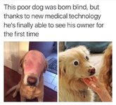 blind-dog.jpg