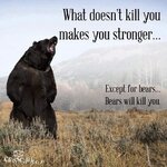 Bears will kill you.jpg
