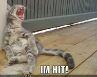 I'm Hit--Cat.jpg