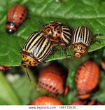close_up_colorado_potato_beetle_larvae_green_leaves_cg1p68173636c.jpg