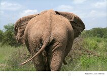 elephant-stock-picture-807729.jpg