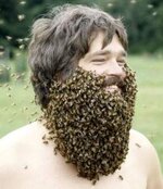 bee-beard-England-1-259x300.jpg