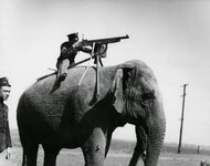 Elephant-mounted%2Bmachine-gun%2C%2B1914.jpg