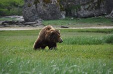 big-grizzly-bears-up.jpg