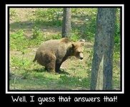 does-a-bear-bubblegum-in-the-woods-funny-pictures.jpg