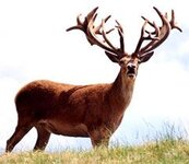 Red-Stag.jpg
