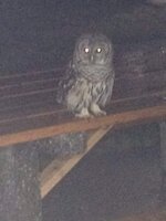 owl 3.jpg
