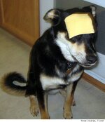 cheesedog.jpg