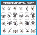 Spider Identification Chart.jpg